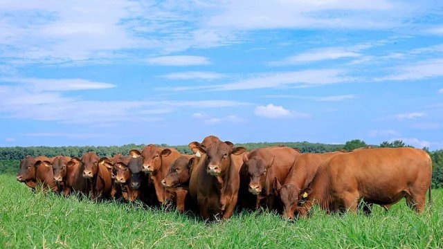 Protocolo de vermifugação de bovinos