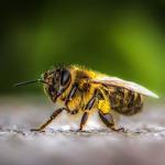Como evitar o acúmulo de abelhas no cocho de animais?