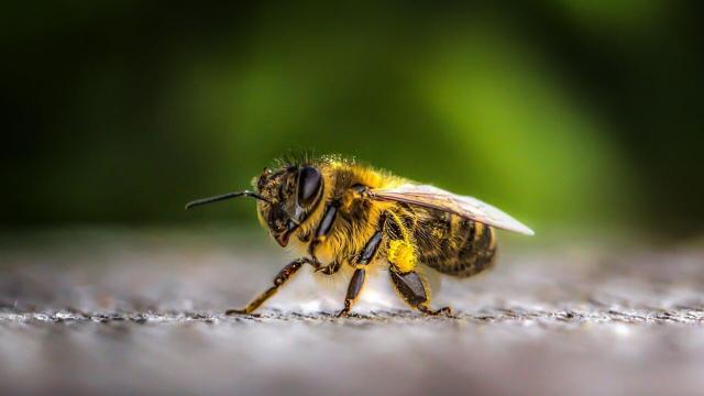 Como evitar o acúmulo de abelhas no cocho de animais?