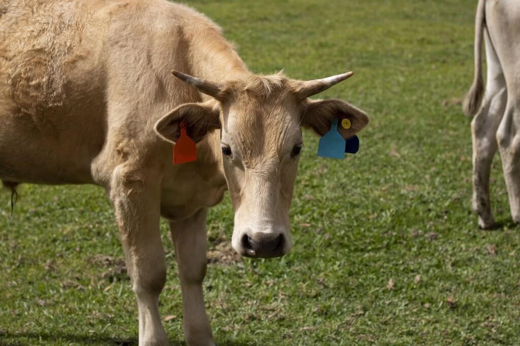Tamanho da propriedade rural para criação de bovinos