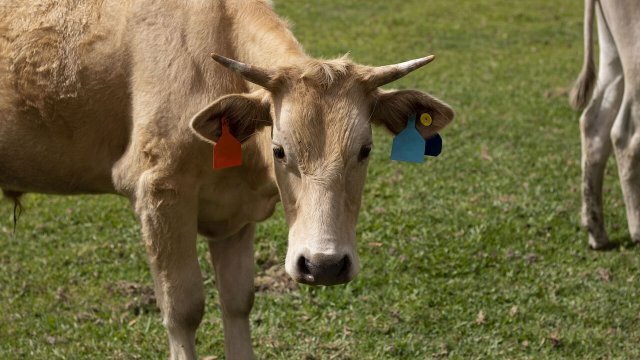 Criação de bovinos: tamanho da propriedade rural