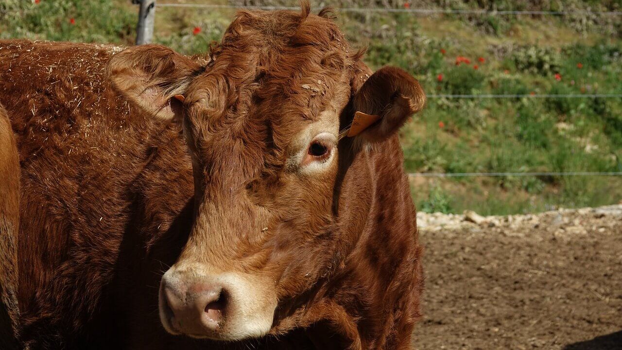 Cana de açúcar para novilha de corte