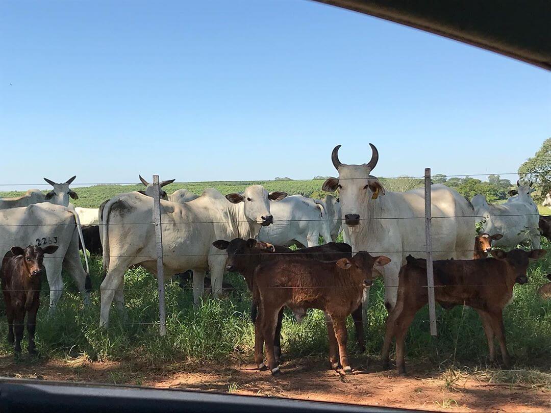 Sal para gado: qual a porcentagem na mistura? sal para gado - Sal para gado: qual a porcentagem na mistura?