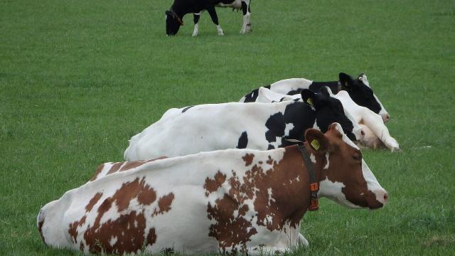Raça para o gado de leite: vaca holandesa