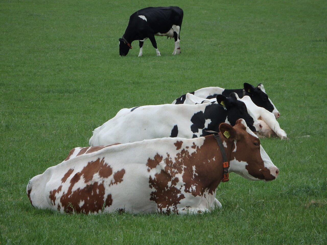 Raça para o gado de leite: vaca holandesa - Boi Saúde