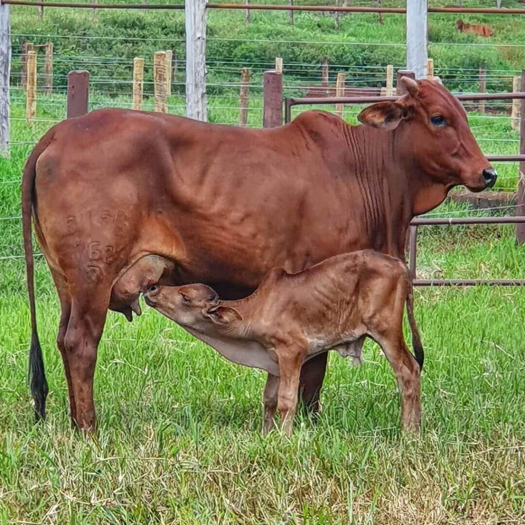 Ultrassom em vacas: confira as vantagens do uso ultrassom em vacas 1024x1024 - Ultrassom em vacas: confira as vantagens do uso