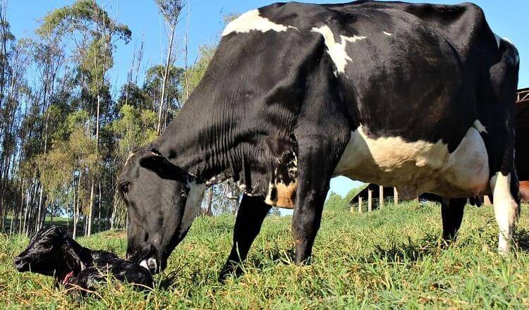 Como criar vacas de leite mais lucrativas