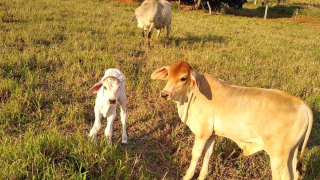 Bezerros e novilhas: confinamento de bovinos com alto grão