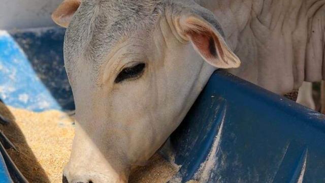 Ração para gado na seca: o que oferecer?