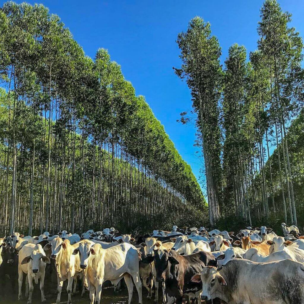 Descubra a importância da sombra na pecuária sombra na pecuária 1024x1024 - Descubra a importância da sombra na pecuária