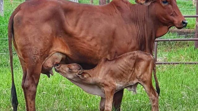 Ultrassom em vacas: confira as vantagens do uso