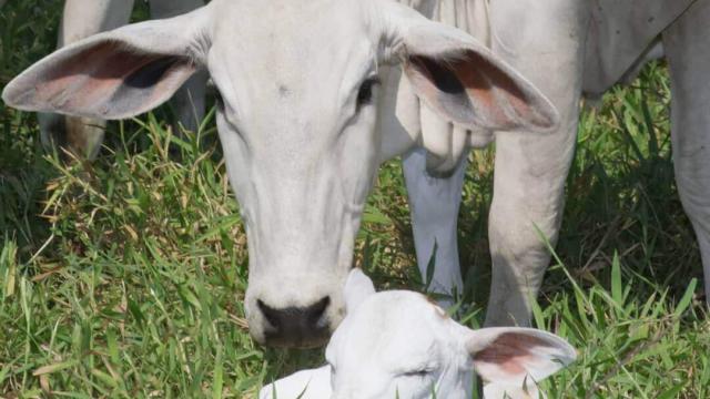 Vacas paridas na seca: quais são os cuidados