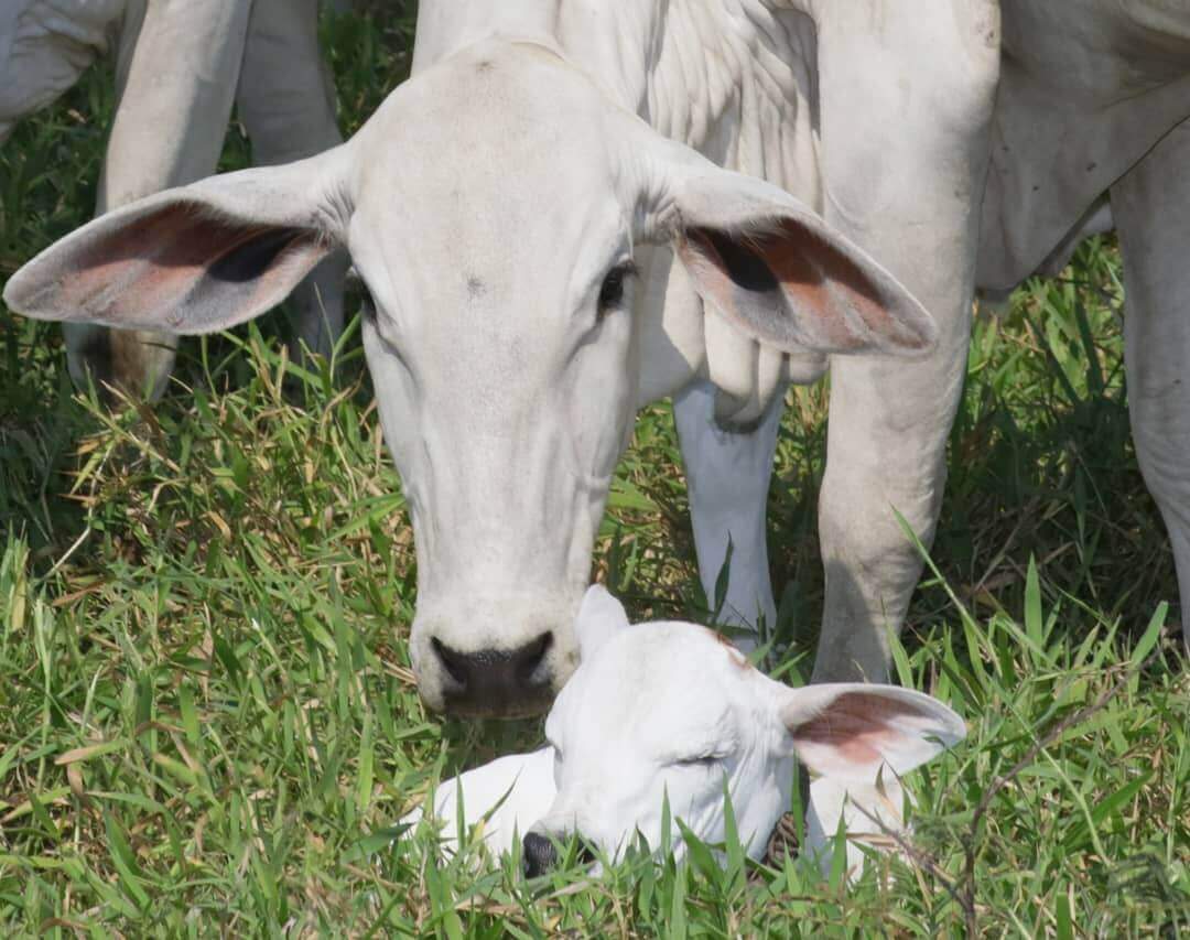 Vacas paridas na seca: quais são os cuidados