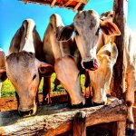 Alimentação do gado na seca: qual a duração?