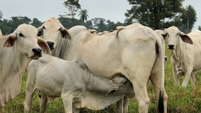 Criação de vaca: como iniciar e ter sucesso