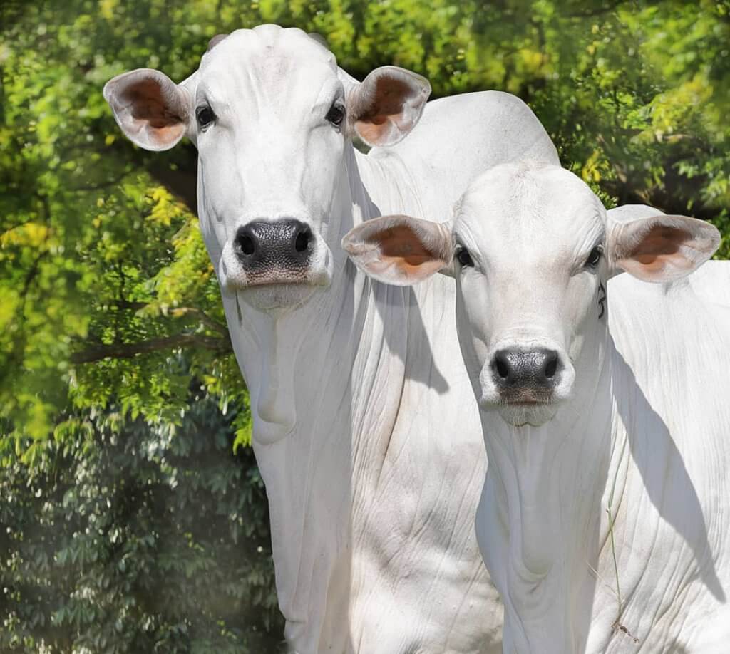 Cuidados no manejo pré parto de vacas leiteiras
