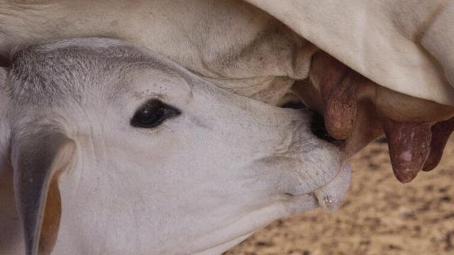 Quanto tempo a vaca produz leite sem parir?