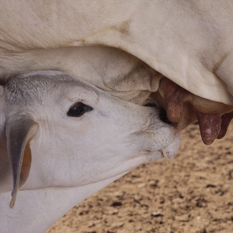 Quanto tempo a vaca produz leite? Foto: Fazenda Água Milagrosa 