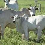 Reprodução de gado de corte: a escolha da vaca