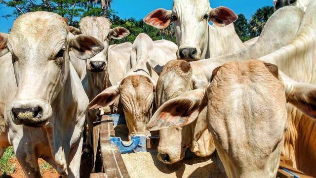 Tudo sobre ureia para bovinos: confira os cuidados