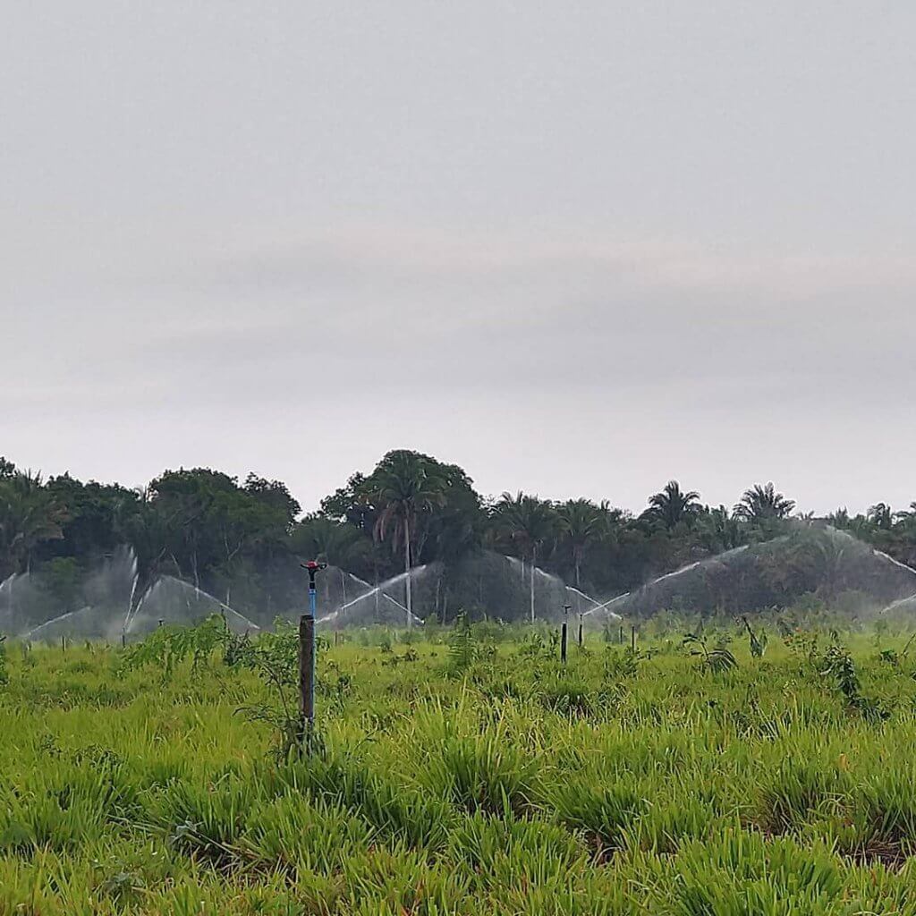 Irrigação de pastagem por aspersão: conheça os tipos