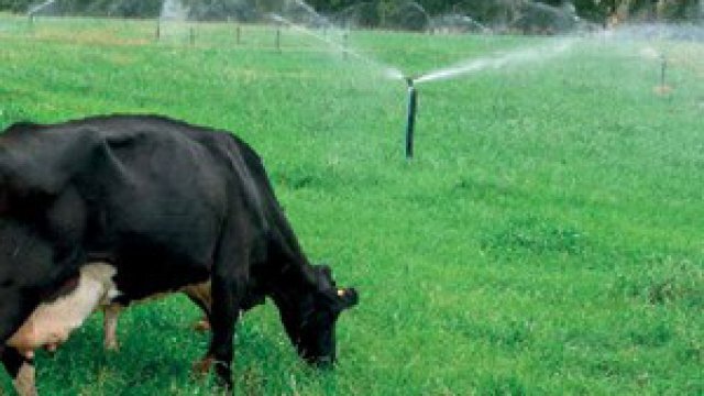 Irrigação de pastagem por aspersão: conheça os tipos