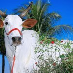 Sulfato de amônia para bovinos: como oferecer