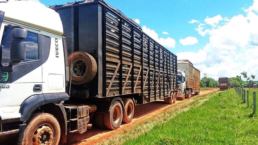 transporte de boi gordo
