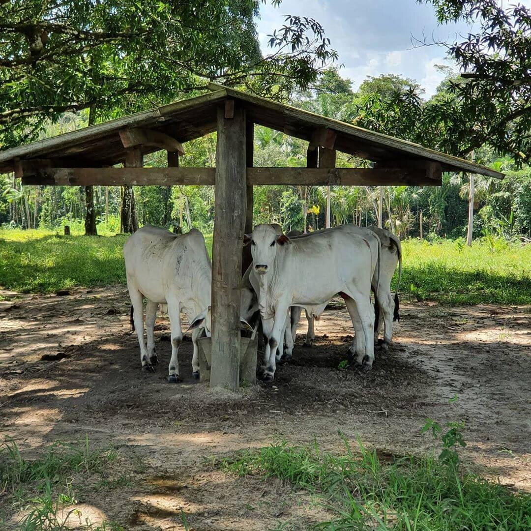 Tratamento de intoxicação por ureia em bovinos tratamento de intoxicação por uréia em bovinos - Tratamento de intoxicação por ureia em bovinos