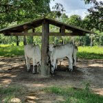 Tratamento de intoxicação por ureia em bovinos