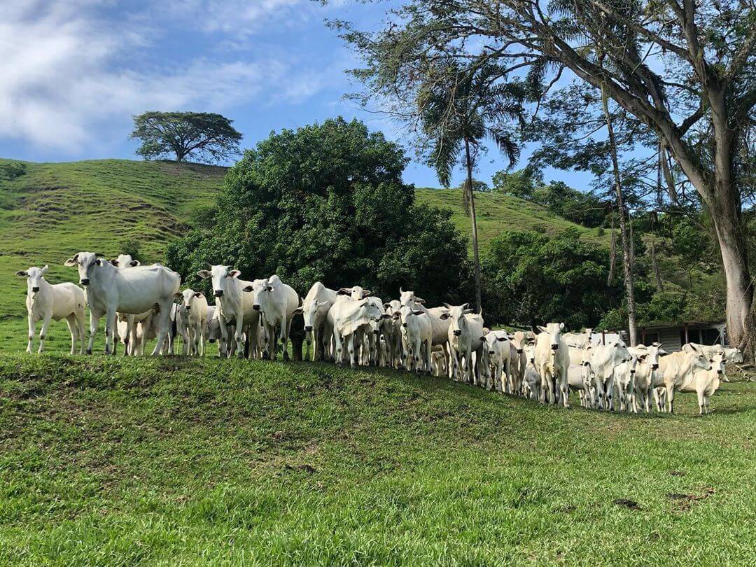 Vacina de gado: saiba tudo sobre a aplicação vacina de gado - Vacina de gado: saiba tudo sobre a aplicação