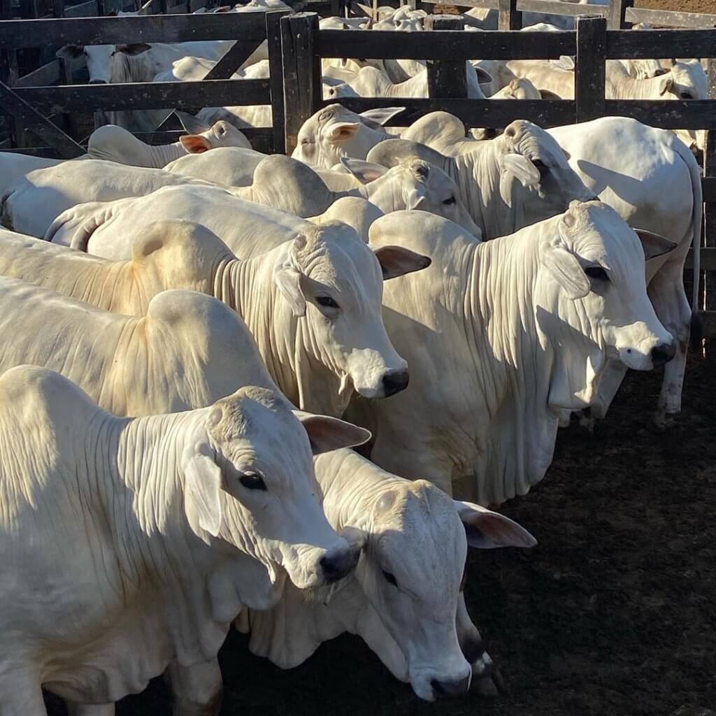 Ração para engorda de bovinos a pasto Ração para engorda de bovinos a pasto 1024x1024 - Ração para engorda de bovinos a pasto