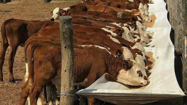Silagem de grão úmido é boa opção para os bovinos?