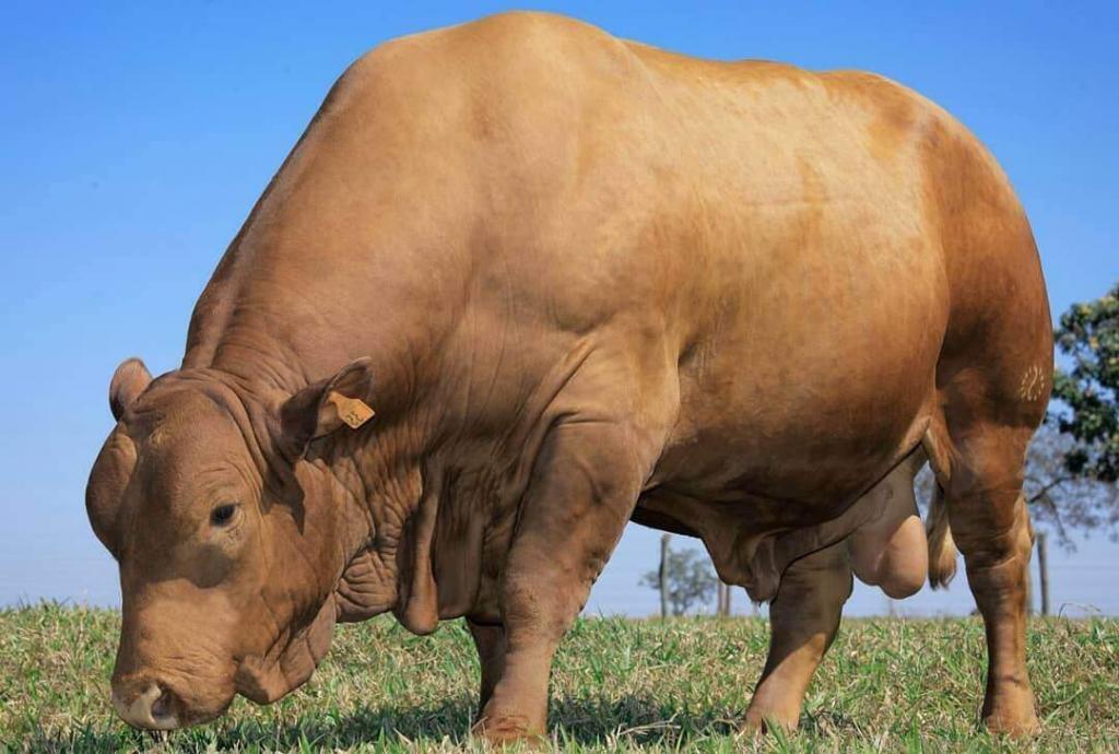 Como produzir carne de qualidade: confira 5 dicas carne de qualidade 1024x690 - Como produzir carne de qualidade: confira 5 dicas