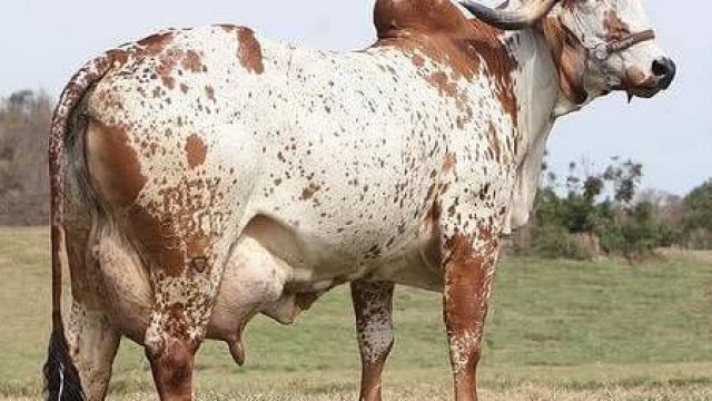 Cetose bovina em vacas de leite com má alimentação