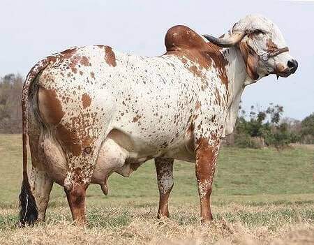 cetose bovina