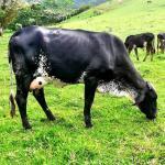 Por que escolher o gado girolando para produção de leite?