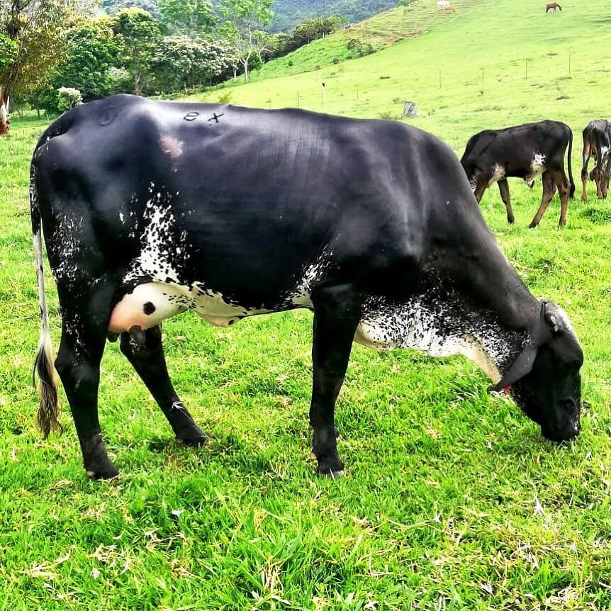 Por que escolher o gado girolando para produção de leite? gado girolando - Por que escolher o gado girolando para produção de leite?