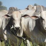 Por que o gado nelore é o mais produzido no Brasil?