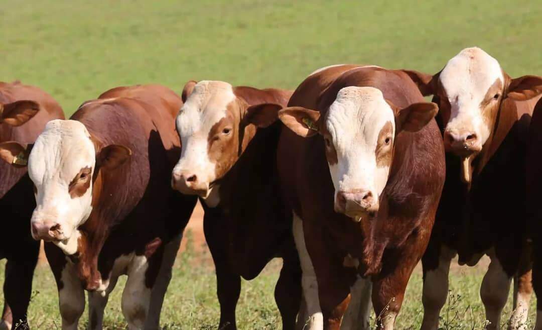 Taurus Genética- Doadoras - Simental