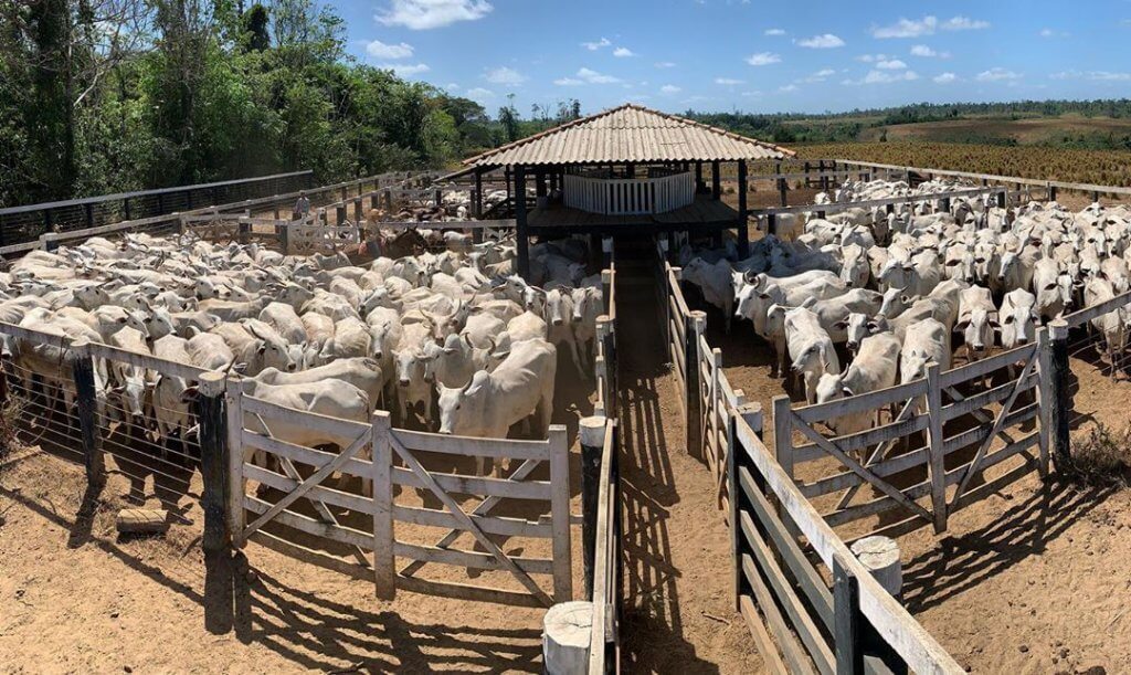 Vacinação de bovinos: você sabe o que é necessário? vacinação de bovinos 1024x611 - Vacinação de bovinos: você sabe o que é necessário?