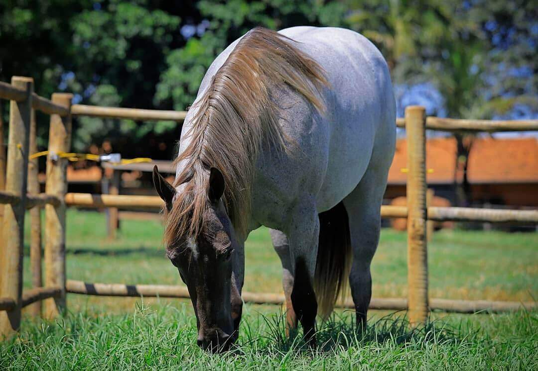 O capim que pode matar os cavalos. 