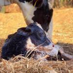 Protocolo de IATF para reprodução de bovinos