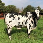 Raças de touro para melhorar a genética do seu gado