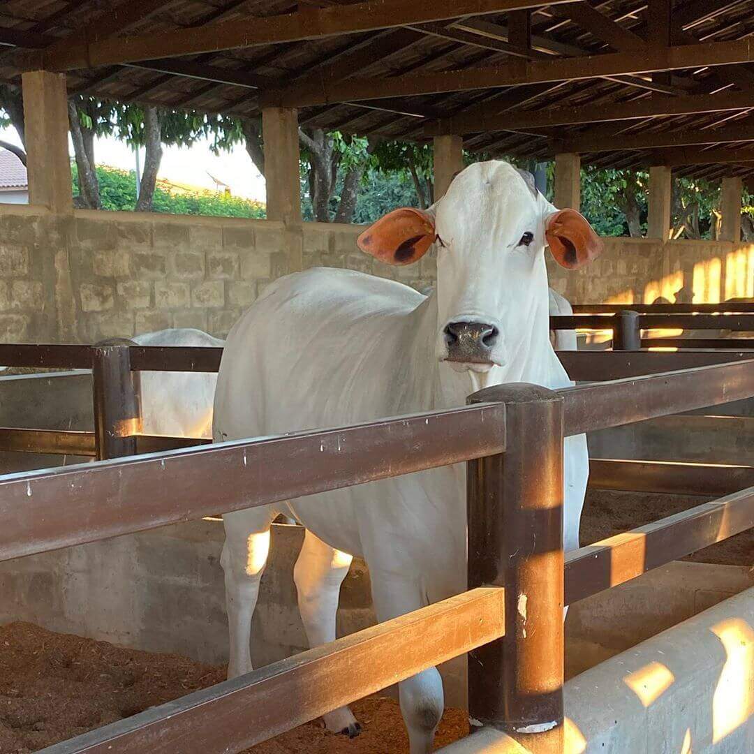 Atividades E Rotina Do Trabalhador Rural Boi Saúde