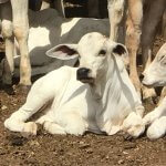 Vermífugo bovino pode ser aplicado em bezerros?