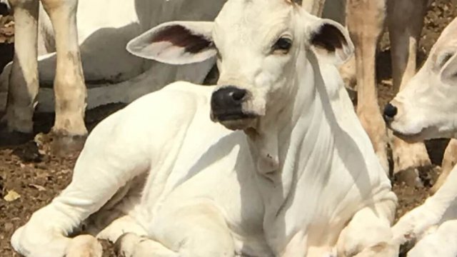 Vermífugo bovino pode ser aplicado em bezerros?