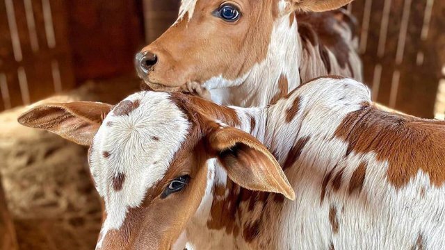 Carbúnculo no gado: o que é e como prevenir