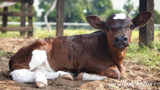 O que é a coccidiose bovina, conhecida como eimeriose?