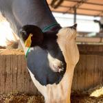 Como criar gado leiteiro com bons resultados?